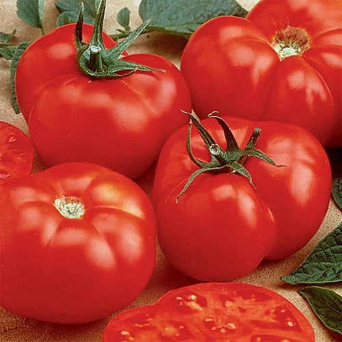  Beefmaster Hybrid Tomato