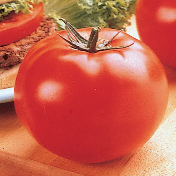  Big Beef Hybrid Tomato