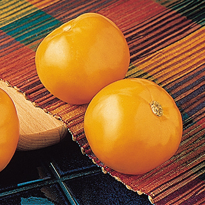  Carolina Gold Hybrid Tomato