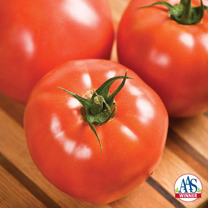  Celebrity Hybrid Tomato