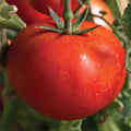  Early Girl Hybrid Tomato