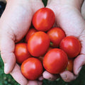  42 Days Tomato
