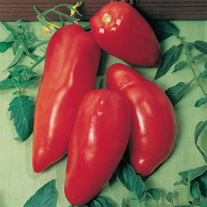  Opalka Tomato