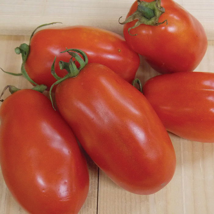 San Marzano Tomato