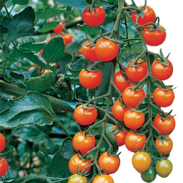  Sungold Hybrid Tomato