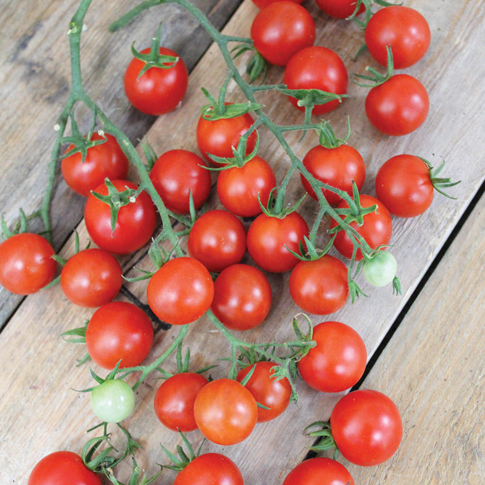  Sweet Million Hybrid Tomato