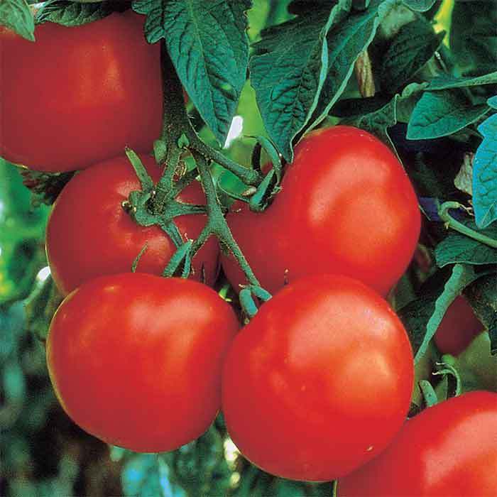  Ultimate Opener Hybrid Tomato