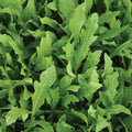  Wildfire&reg; Arugula
