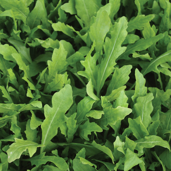  Wildfire&reg; Arugula