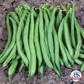  Derby Bush Bean