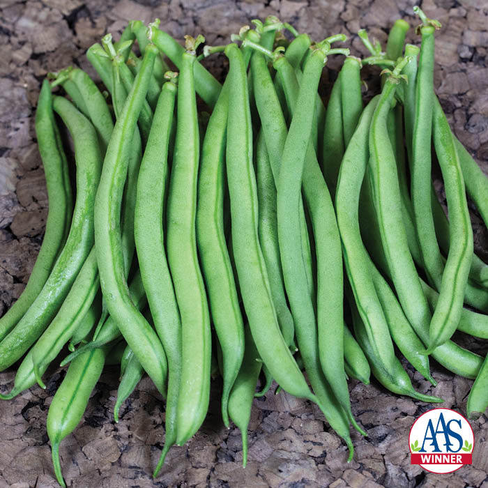  Derby Bush Bean