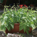  Mascotte Bush Bean