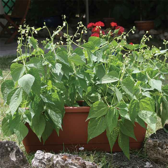  Mascotte Bush Bean