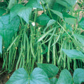  Masai Bush Bean