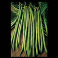  Maxibel Bush Bean