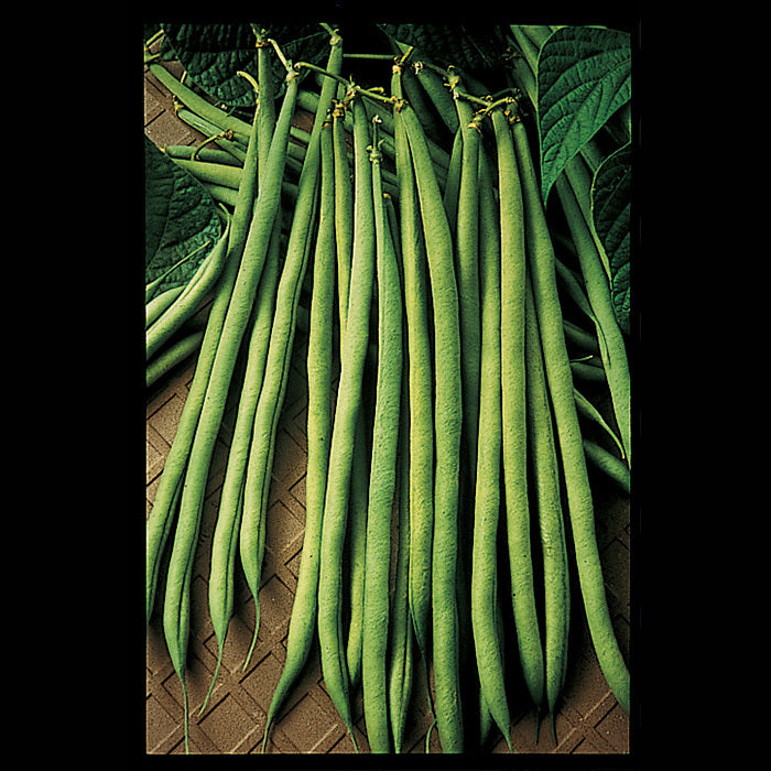  Maxibel Bush Bean
