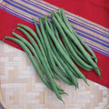  Provider Bush Bean