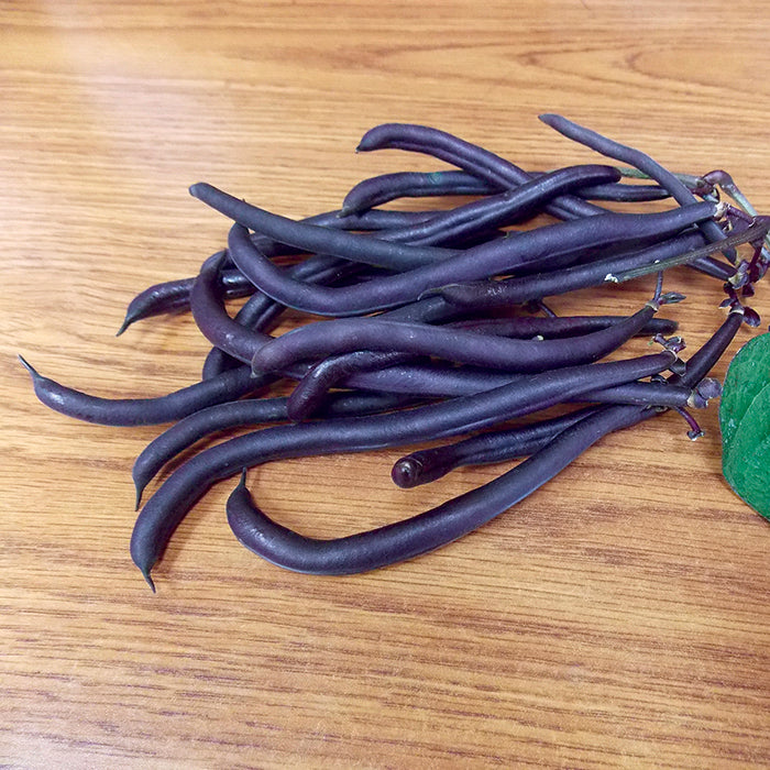  Purple Queen Improved Bush Bean