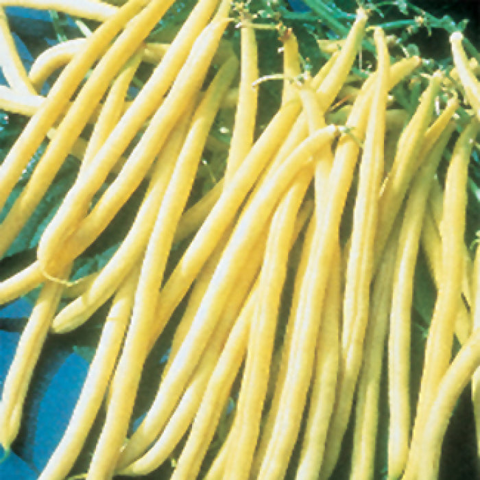  Rocdor Yellow Wax Bush Bean
