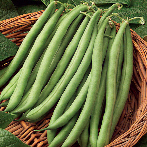  Blue Lake S-7 Stringless Pole Bean