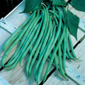  Fortex Filet Pole Bean