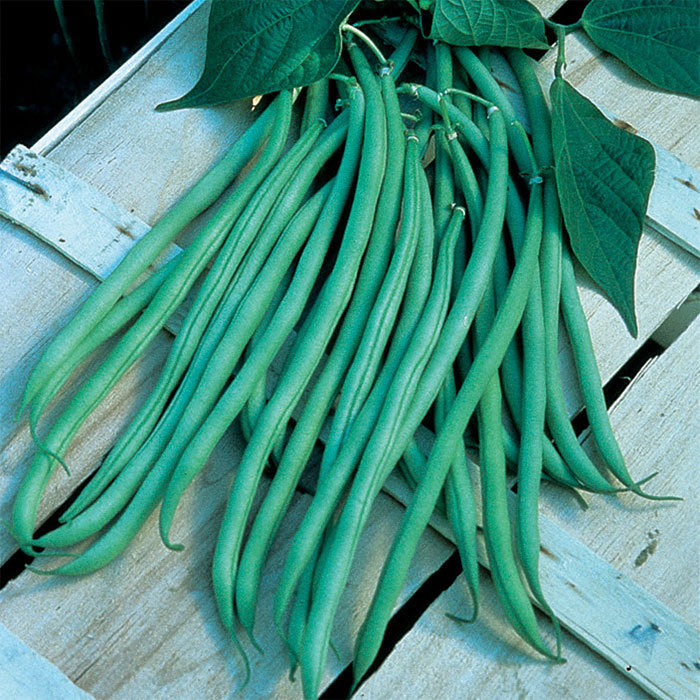  Fortex Filet Pole Bean