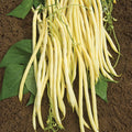  Monte Gusto Pole Bean