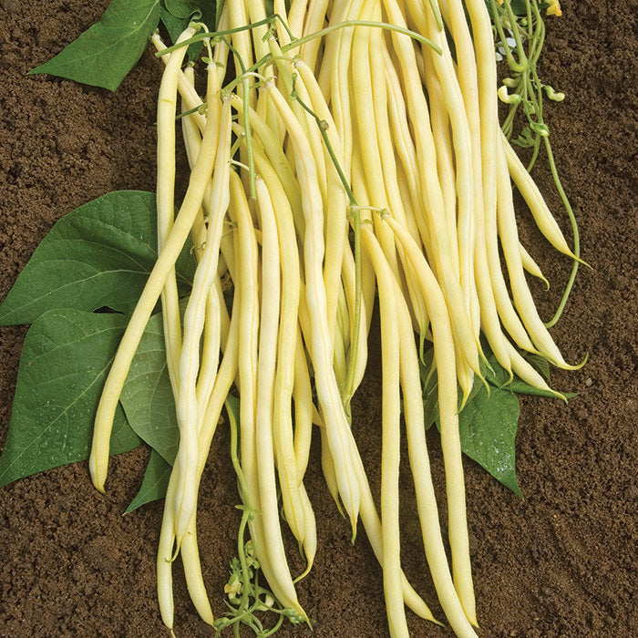  Monte Gusto Pole Bean