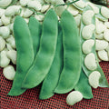  King Of The Garden Pole Lima Bean