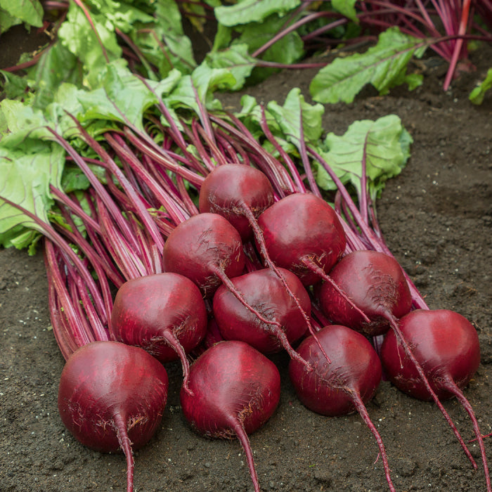  Bohan Hybrid Beet
