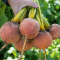  Boldor Beet