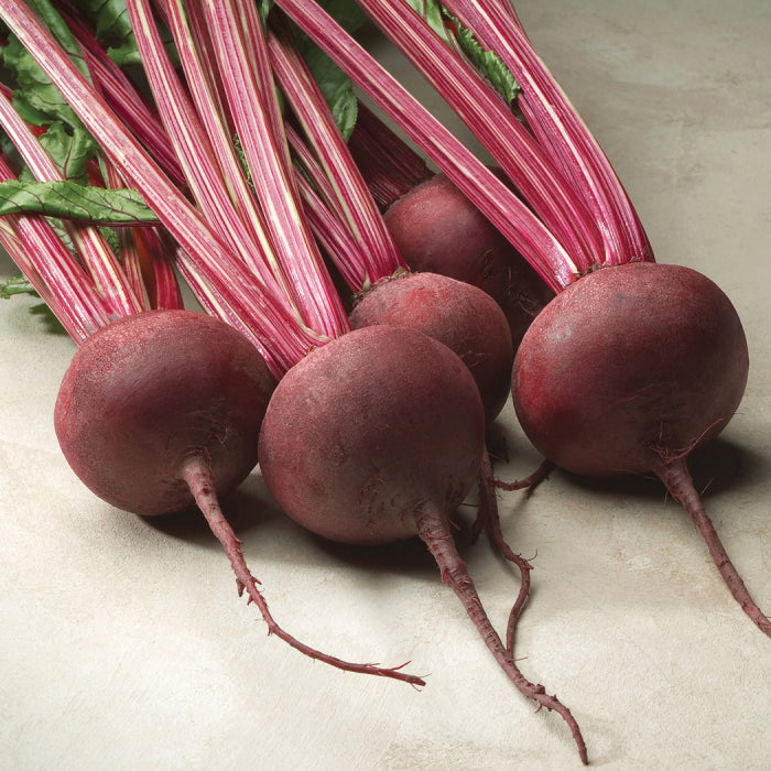  Red Ace Hybrid Beet