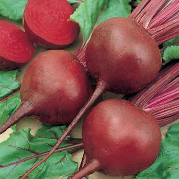  Red Cloud Hybrid Beet
