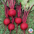  Ruby Queen Beet