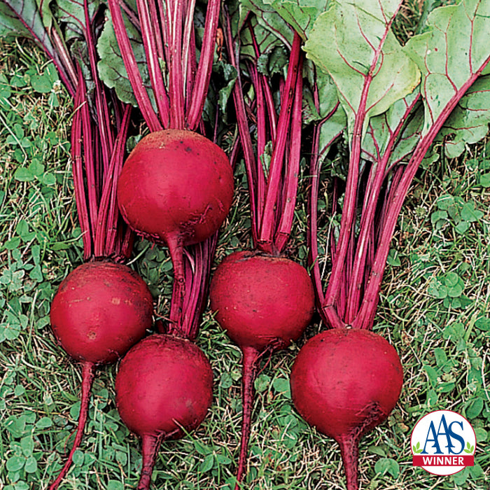  Ruby Queen Beet