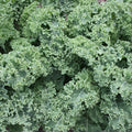  Darkibor Hybrid Kale