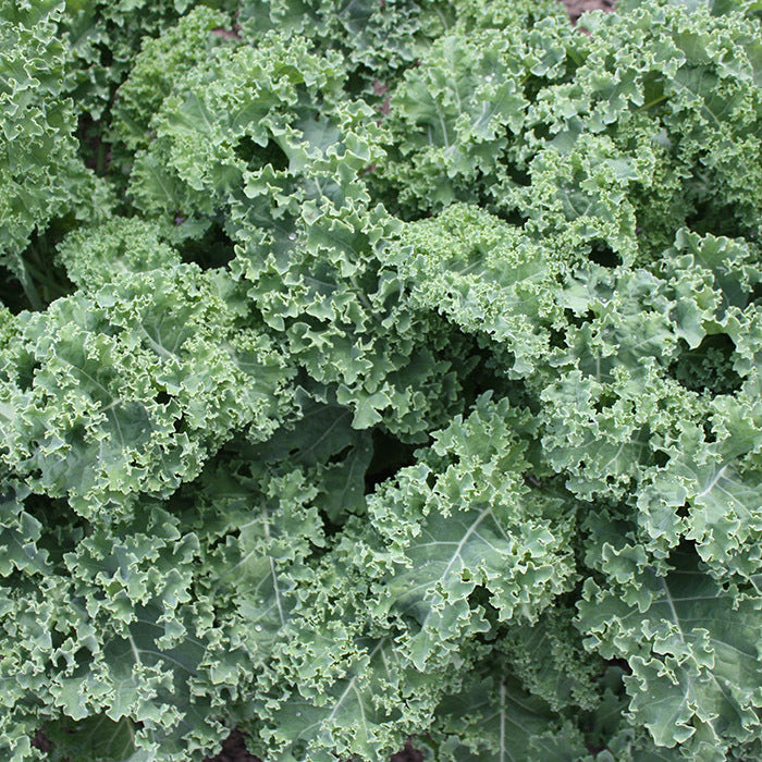  Darkibor Hybrid Kale