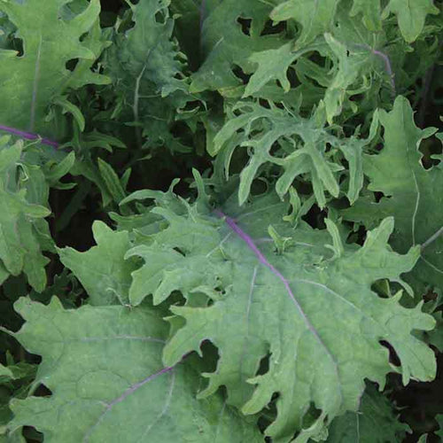  Bolshoi Red Russian Kale
