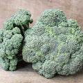  Castle Dome Hybrid Broccoli