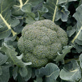  Godzilla Hybrid Broccoli