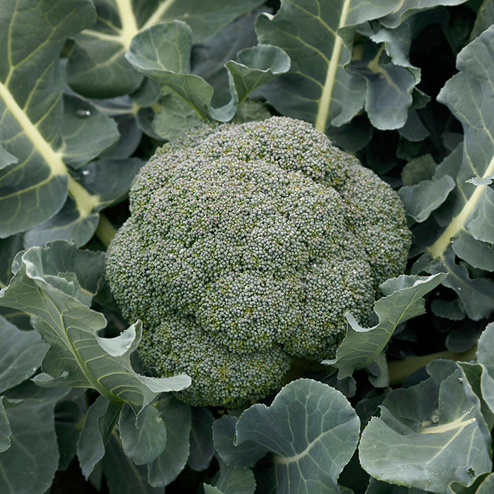  Godzilla Hybrid Broccoli