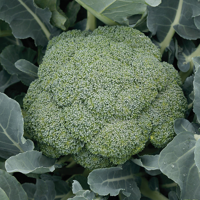  Green Magic Hybrid Broccoli