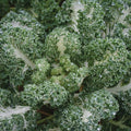  Casper Kale
