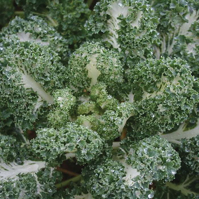  Casper Kale