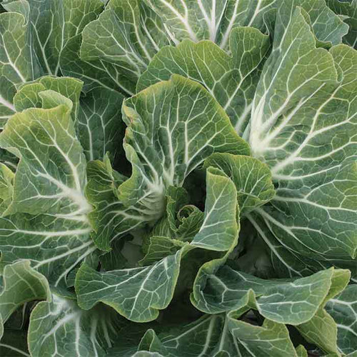  Beira Tronchuda Kale