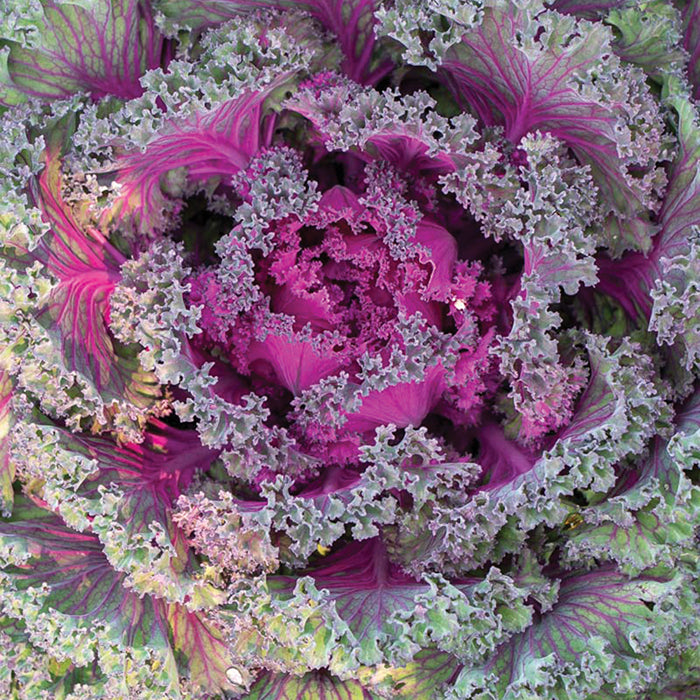  Rainbow Candy Crush Kale