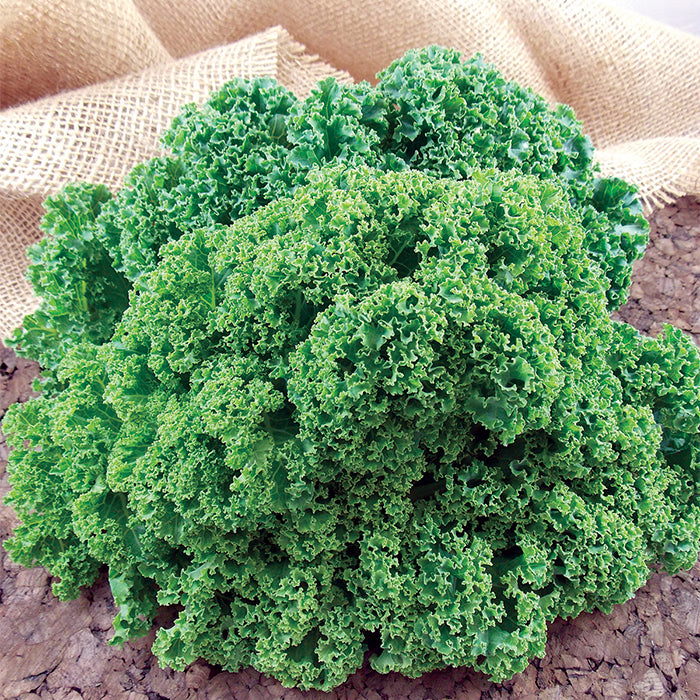  Prizm Hybrid Kale
