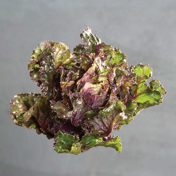  Autumn Star Kalettes&reg;