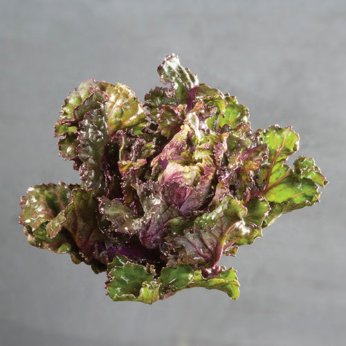  Autumn Star Kalettes&reg;