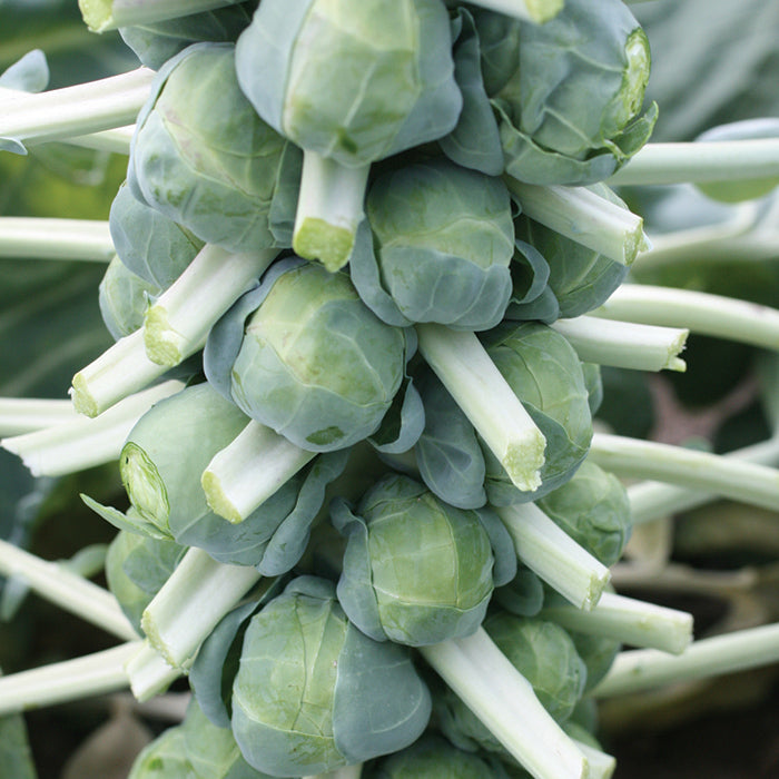  Franklin Hybrid Brussels Sprouts